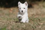 WESTIE 134